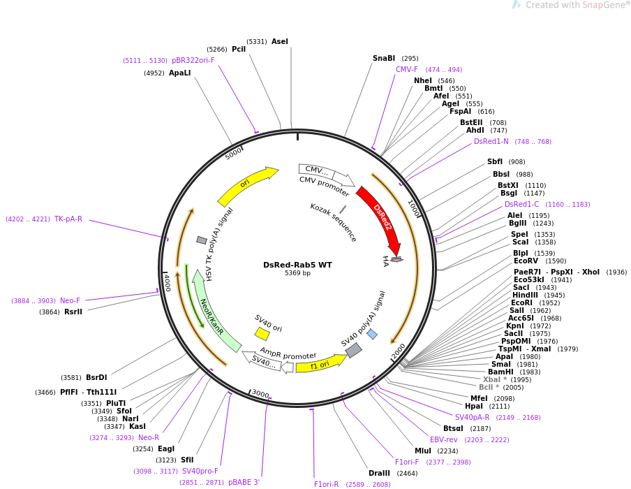 DsRed-Rab5 WT质粒图谱